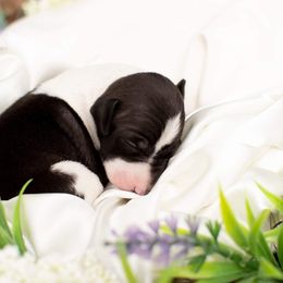 Brussels Griffon and Italian Greyhound Puppies from Adornare Kennels