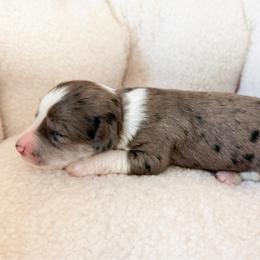 Sugar - Blue merle female Aussiedoodle puppy in Jackson, Tennessee from Dinah Doodles and Aussies