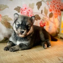 Maui (Pet Only Contract) - Wolf sable male Pomsky puppy in Greenville, South Carolina from Thicketty Mountain Pomskies