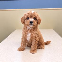 Joey - Apricot male Goldendoodle puppy in Swartz Creek, Michigan from Michigan Doodles