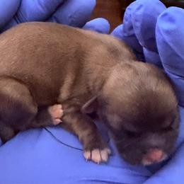 Boy 3 - Chocolate and tan male Shih Tzu puppy in Florida from Shorkie Land