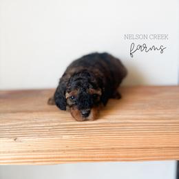Onyx - Black & tan male Maltipoo puppy in Huntsville, Texas from Nelson Creek Farms