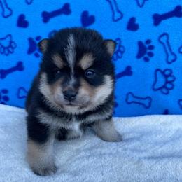 Koda - Tri-color male Pomsky puppy in Battle Creek, Michigan from T-Rose’s Bernedoodle & Pomsky Puppies