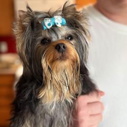 Naughty - Yorkshire Terrier