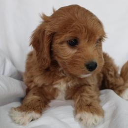 Female 2 - female Cavapoochon puppy in Fredericksburg, Ohio from Timshell Farm Specialty Crossbreed Puppies