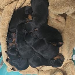 Rottweiler pups - Rottweiler