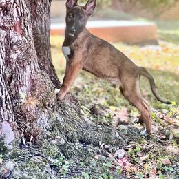 Belgian Malinois, German Shepherd, and Working Dog Cross Puppies from Laeknir K9