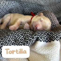 Tortilla - Cream male Labradoodle puppy in Lubbock, Texas from Lucky Labradoodles