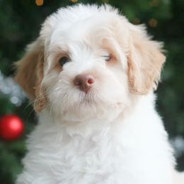 Klaus - Yellow and white male Bernedoodle puppy in Burtchville, Michigan from Sparling's Doodles