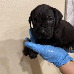 Light, pink power puff - Black female Cane Corso puppy in Lubbock, Texas from Hub City Kennel