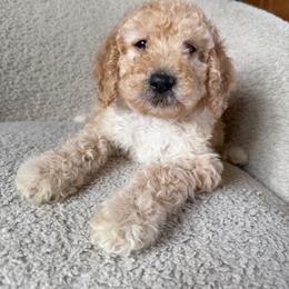 Fern - Cream female Goldendoodle puppy in Lowville, New York from Adirondack Goldendoodles