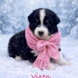 Vixen - Black tri-color female Australian Shepherd puppy in Howardsville, Virginia from Spectacular Aussies and Cavaliers