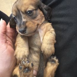 Girl 3 - Red female Dachshund puppy in Midlothian, Virginia from RVA Dachshunds