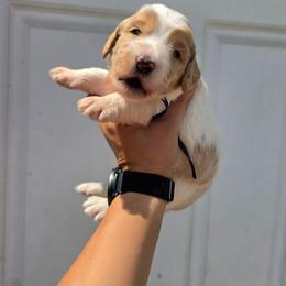 Blaze (Blue) - Parti male Labradoodle puppy in Plainfield, New Jersey from Caris Paws Poodles and Labradoodles