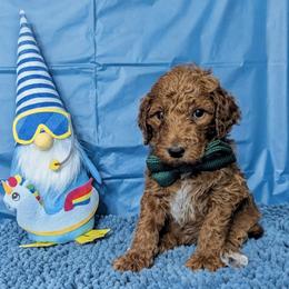Gunner - Red  male Goldendoodle puppy in Yale, Michigan from Angie's Goldendoodles/Angies doodles LLC