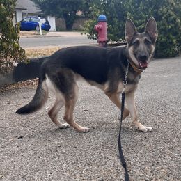 Girl 1 - Blue German Shepherd puppy in Austin, Texas from Vom Haus Roman