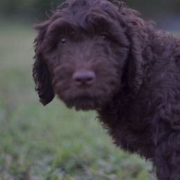 Goldendoodle and Poodle Puppies from Syren House Doodles & Poodles