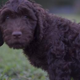 Goldendoodle and Poodle Puppies from Syren House Doodles & Poodles