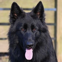 Bonnie - German Shepherd