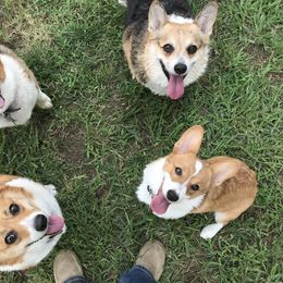 Pembroke Welsh Corgis from C.H. Pembroke Corgis