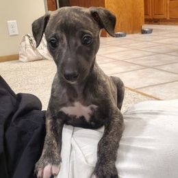 Bernard - Black brindle male Whippet puppy in Davenport, Iowa from Whippety Split
