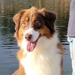 Rebel - Australian Shepherd