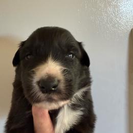 Onyx - Black & white male Australian Shepherd puppy in Ellensburg, Washington from Creekside Aussies