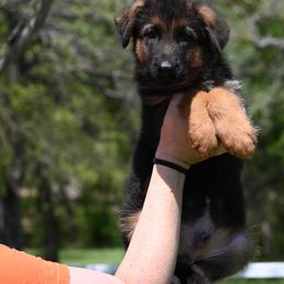 Bryan - Black and red male German Shepherd puppy in Azle, Texas from Nuckols-Alsup Canines German Shepherds
