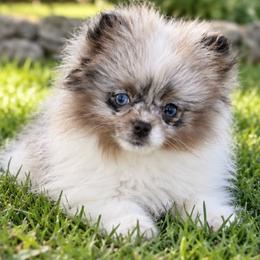 Mosaic - Blue Merle Parti Female - Blue merle female Pomeranian puppy in Buck Valley, Pennsylvania from Buck Valley Pomeranians