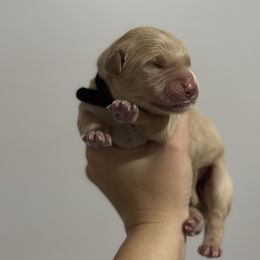 Golden Retriever Puppies from Golden Retrievers of South Carolina