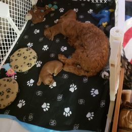 Australian Labradoodle Puppies from Ladybug Labradoodles