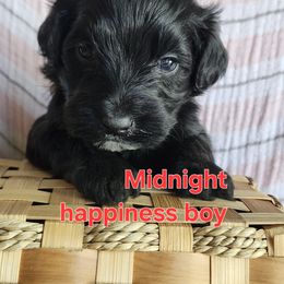 Midnight - Black and white male Portuguese Water Dog puppy in Narvon, Pennsylvania from Prized Family Porties