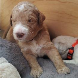 Silver collar - Apricot female Goldendoodle puppy in Willow Springs, Missouri from Todd Family Homestead