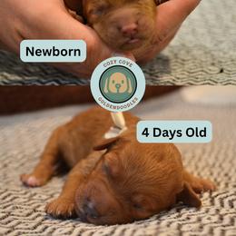Goldendoodle Puppies from Cozy Cove Goldendoodles