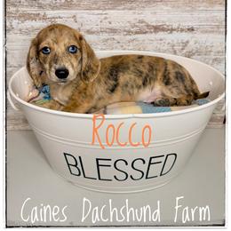 Rocco - Dapple male Dachshund puppy in Cincinnati, Ohio from Caines Dachshund Farm