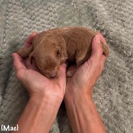 Miniature Schnauzer and Schnoodle Puppies from River and Pine Pups
