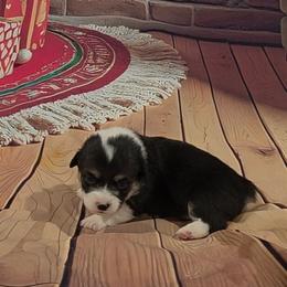 Miss Pink collar - Black and tan female Pembroke Welsh Corgi puppy in Grass Valley, California from Triple M Ranch Corgi's