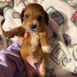 Black collar - Red male Dachshund puppy in San Antonio, Texas from Bear Bear's House of Doxies