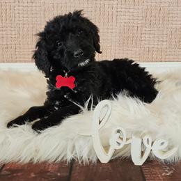 Georgette - Black female Goldendoodle puppy in Guthrie, Oklahoma from Edmond Doodles, LLC