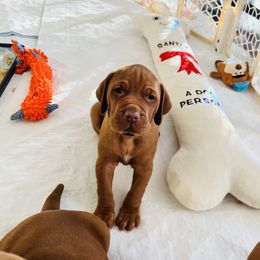 Vizsla Puppies from Royal Vizslas