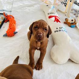 Vizsla Puppies from Royal Vizslas