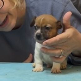Regis - White and sable male Teddy Roosevelt Terrier puppy in Cumming, Georgia from Barnett’s Rambling Terriers