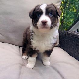 Valentino - Red tri male Miniature Australian Shepherd puppy in Sunbury, Pennsylvania from Elemental Mini Aussies