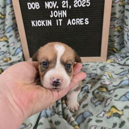 John - Red male Pembroke Welsh Corgi puppy in Chariton, Iowa from Kickin It Acres BCs