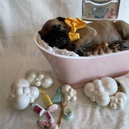 Great Dane Puppies from Lazuli Great Danes