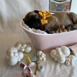 Great Dane Puppies from Lazuli Great Danes
