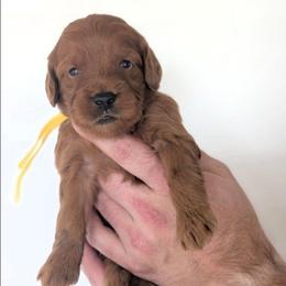 Lemonade - Red  female Goldendoodle puppy in Blackfoot, Idaho from Riverside Poodles