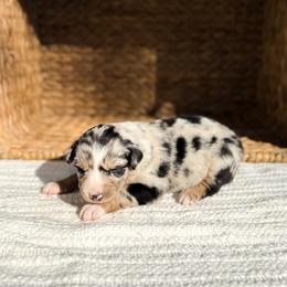 Dolly - Blue merle female Australian Shepherd puppy in Unionville, Iowa from Soap Creek Kennels