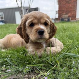 Red - Boy - Buff and white Cocker Spaniel puppy in Ardmore, Oklahoma from Grace Cocker Spaniels