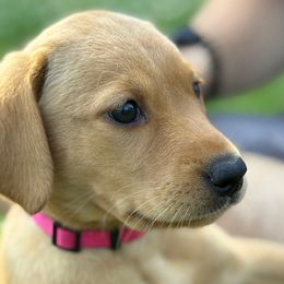 Dutchess Clarion of Osprey - Yellow female Labrador Retriever puppy in Richmond, Maine from King K9 Academy